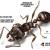Interesting Facts about Pavement Ants - Ants Control | Awesomepest