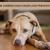 Some Common Dog Issues and Their Prevention | PetCareClub