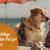 Pet Holidays to Watch Out for in 2024