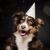 Pet Supplies: Dog & Cat Supplies and Pet Care Treatment - PetCareClub.com