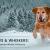 Paws & Whiskers: Common Winter Ailments