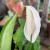 How To Grow And Care For Peace Lily Indoors- A Complete Guide : Gardening Mantras