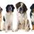 Best Dog Boarding in Hyderabad, Chennai | The Pet Care Clinic