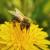 What can I use to get rid of bees? - Bees Removal Melbourne