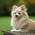 Pomeranian - Facts & Information | mywagntails