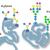 Post-translational Modification - Creative Peptides