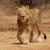 Online Safari Booking for Sasan Gir National Park