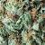 Buy Weed Online UK | Buy Cannabis Online UK