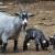 Smallest Goat Breed | Which is smaller pygmy goat or Nigerian goat?