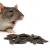 Rat Control and Removal - Enviro Safe Pest Control - 1300-997-272