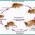 Rats & Rodents Control Services in Noida Delhi NCR | RPA Pest Control