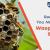 Exterminator for wasp, Get rid of a wasp nest | Ecopest Inc.