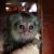  Marmoset monkey for sale | Marmoset monkey for sale near me