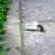 Best Rodent Control Service in Michigan