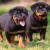 Rottweiler Puppies for Sale | Buy A Puppy - New York