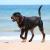 Rottweiler - Facts & Information | mywagntails