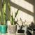 Snake plant: An ultimate guide for plant parents (+Shop here) | Building and Interiors