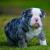 English Bulldog Puppy-Lenna | English Bulldog puppies for sale