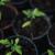 Analysis of Plant Gluten