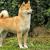 Shiba Inu Puppies for Sale | Central Park Puppies - Yonkers, NY