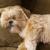 SHORKIE CATTERY - Shorkie Puppies For Sale