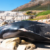 A Close Look at the 14-Foot Pilot Whale Stranded in Simon’s Town