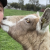 Hobby Farm Vet Services for the Adelaide Hills region