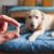 Tricks for Giving Your Dog Pills - DogExpress