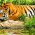 1 Night 2 Days Sundarban Tour- Service Guaranteed Book Now