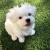 Maltese Puppies for Sale - Buy Online at Best Prices