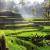  Tegallalang Rice Terraces, Ubud | Travel Blogs | akshat-blogs