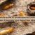 The Ultimate Guide to Termite Barriers and Termite Inspection: Protecting Your Home from Infestations - Free Articles Mania