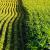 The potential benefits and risks of genetically modified crops - TechBullion