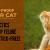 Tick-Proof Your Cat: 10 Tactics to Keep Feline Friends Tick-Free! - CanadaVetExpress - Pet Care Tips