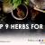 Top herbs for IBS 