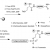 Peptide-oligonucleotide Conjugation - Creative Peptides
