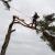 Tree Lopping Services Sydney | Tree Services Sydney - Blog