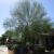 Tree Trimming & Pruning Services Phoenix - Trees For Needs