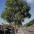 find Benefits of planting trees reviews: The Good, the Bad, and the Ugly | Cavandoragh