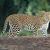 Jawai Tour Packages | Jawai Leopard Camp Safari | Jawai Safari Lodge