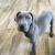 Great Dane Puppies for Sale at Best Prices | Local Puppy Groomers