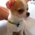 Chihuahua Puppy Velma | chihuahua for sale | chihuahua puppies for sale