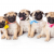 Waaba Pugs Review - Waabapugs Puppy Reviews