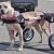 Great Benefits Of Your Dog Wheelchair