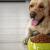 Labrador Feeding Guide: What Do Labradors Like to Eat? - Love Lab World