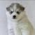 Pomsky puppy-Perry | Pomsky Puppies for sale | buy pomsky puppies