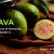 Guava - Super Fruit Medicinal Properties, Uses and Benefits