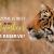 Which zone is best at the Ranthambore Tiger Reserve? | Eye Of The Tiger