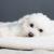 Why Do Dogs Like to Sleep Under the Covers? - DogExpress