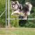 Why is agility training crucial for dogs? | DogExpress |